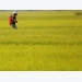 Asia rice-Vietnam rates dip for 4th week as Chinese norms bite