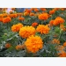 Cúc vạn thọ: Kỹ thuật trồng và chăm sóc hoa nở đúng dịp Tết