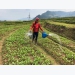 Hoa Binh expands VietGAP vegetable production and consumption model