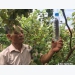 Treo “hộp nhựa” phòng sâu bệnh cho táo, nông dân thu nhập cao