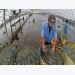 Mekong Delta: Cultured giant tiger shrimp prices increase sharply