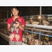 Kinh nghiệm nuôi gà Đông Tảo sinh sản trong nhà lạnh