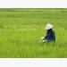 Vietnam Jan-Nov coffee exports up 23 pct, rice 4.8 pct