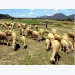 Drought threatens farmers in south-central region