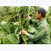 Ure sinh học lần đầu có ở Việt Nam - Giải pháp cho nông nghiệp bền vững
