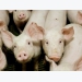 Soybean meal may provide energy boost for swine