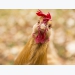 US poultry producers regain market access to China