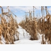 Slow US planting, growing seasons end in delayed corn, soybean harvest