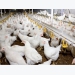 Impact of lowering the protein content in feed for broilers