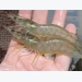 French study finds yeast derivatives a potential solution to shrimp disease