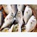 Thử nghiệm thành công nuôi cá bè quỵt lồng bè tại Kiên Giang