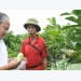 Tan Yen applies science and technology in fruit tree planting to improve productivity