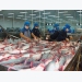 Seafood firm Vĩnh Hoàn to pay dividend in shares