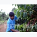 Coffee prices expected to rise due to supply shortage