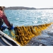 High hopes for low trophic species: seaweed aquaculture in the USA