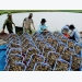 Shrimp exports to EU surge