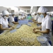 Việt Nam remains world's top cashew exporter