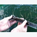Lợi nhuận từ nuôi cá giò trên biển tại Khánh Hòa