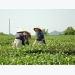 Vietnamese farmers sell farm produce via smartphones