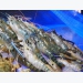Vietnam set giant river prawn export target at $100 million by 2025