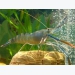 Bạc Liêu - Prolonged heavy rain caused severe damages to shrimp and rice fields