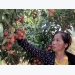 Farmers livestream to sell oranges, tea around the globe