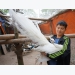 Nuôi chim công Ấn Độ sinh sản, vừa bán được giống lại thu cả lông