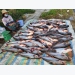 Tra fish famers, exports hit hard by Covid-19 pandemic