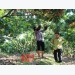 Bac Giang cares for 186 lychee growing area codes for export