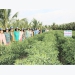 Nông dân khấm khá nhờ mô hình trồng ớt tại Tiền Giang