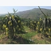 Growing dragon fruits using LED lights