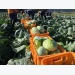 Exports of vegetables to Taiwan rises by nearly 70%