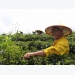 Developing organic farming in Cao Bang Province’s Phja Den Mountain