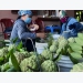 Quang Ninh mobilises the whole political system to boost agricultural products consumption