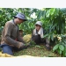 VnSAT promotes the value chain of sustainable coffee production