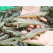 Bạc Liêu - Prices of shrimp material rise, farmers are eager to stock