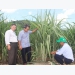Reclaiming the position of sugar cane plant