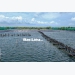 nang-luong-tai-tao-ket-hop-nuoi-tom-huong-di-mang-lai-loi-ich-thiet-thuc