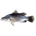 tap-huan-ky-thuat-uong-nuoi-ca-chem-lates-calcarifer-o-hau-giang