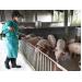 Công Điện Khẩn Về Phòng, Chống Dịch Bệnh Tai Xanh Ở Lợn