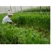 trong-rau-muong-lay-hat-loi-nhuan-4-5-trieu-dong-cong-o-hiep-xuong-an-giang