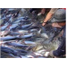 Cá Da Trơn Của Việt Nam Áp Dụng Tiêu Chuẩn Ngang Đồng Với Hoa Kỳ