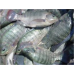 Kỹ Thuật Nuôi Ghép Cá Rô Phi Với Những Loài Cá Khác Trong Ao