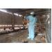 600 Con Gà Mắc Dịch Cúm Gia Cầm H5N1 Ở Kon Tum