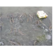 Nuôi Cá Lóc Cao Sản Trên Vùng Duyên Hải Ở Nghệ An