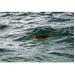 Thả Rùa Biển Nặng Gần 5 Kg Về Biển Quy Nhơn (Bình Định)