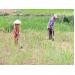 Nông dân Tây Thuận sản xuất nông nghiệp hàng hóa