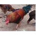 Dầu cám gạo - Giải pháp dinh dưỡng và kinh tế cho thức ăn chăn nuôi gà