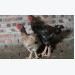Ornamental Vietnamese poultry keepers keen to preserve indigenous breed
