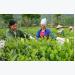 Thai Nguyen boosts organic farming
